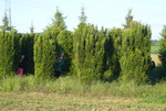 2013_gs_selection_0011