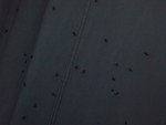 2014_zl_simone_278