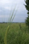 2010_hajk_charlie_095